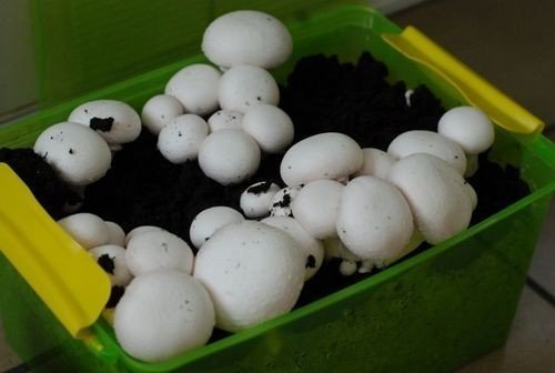 Маленькие грибы для выращивания в домашних условиях