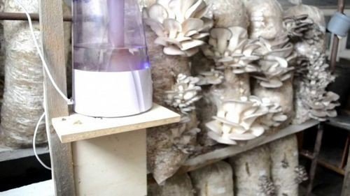 Увлажнитель воздуха для грибоводства вешенка